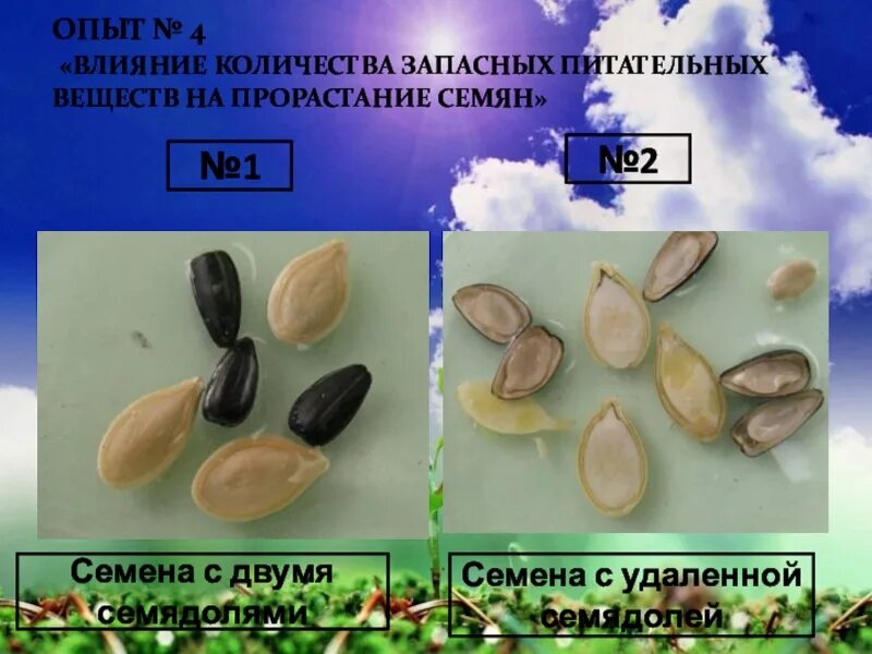 Лабораторная работа по биологии прорастание семян. Прорастание семян 6 класс биология. Биология 6 кл прорастание семян. Биология 6 класс проект прорастание семян. Опыт условия прорастания семян 6 класс биология.