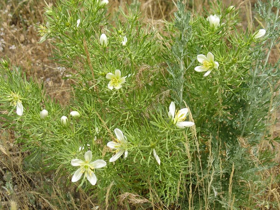 Гармала что это. Гармала обыкновенная peganum harmala. Гармала что это. Гармала трава. Гармала обыкновенная (peganum.