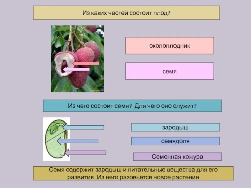 Кожура семян 6. Из каких частей состоит плод. Из каких частей состоит плод растения. Из чего состоит семя и плод. Семенная кожура и околоплодник.