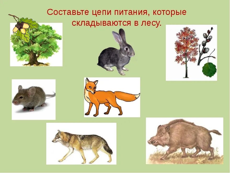 Цепи питания животных леса. Пищевая цепочка леса. цепочка питания в лесу. цепь питания в лесу. цепи питания лесных животных.