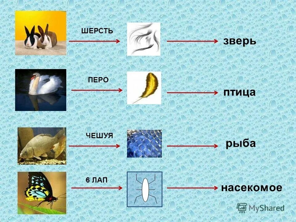 Главные признаки зверей. Группы животных насекомые рыбы. Признаки насекомых рыб птиц зверей. Схема признаков насекомых рыб птиц зверей.