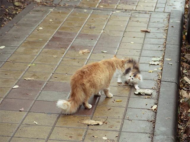 Кот ушел из дома весной. Кошка уходит. Кот сбегает из дома. Одинокий котенок на улице. Убегающий домашний кот.