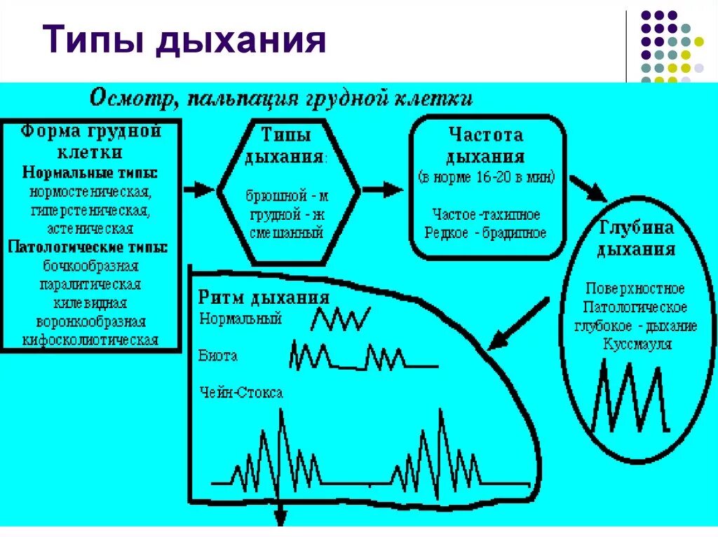 Основные типы дыхания. Типы дыхания у человека схема. Охарактеризовать типы дыхания. Нормальный Тип дыхания. Характеристики вдоха