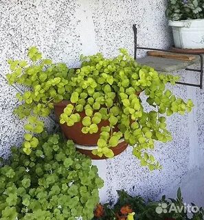 Герань небольшая
