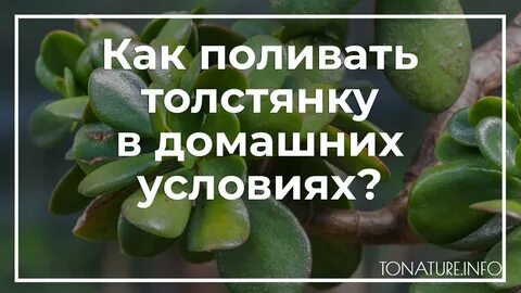 Удобрение для денежного дерева