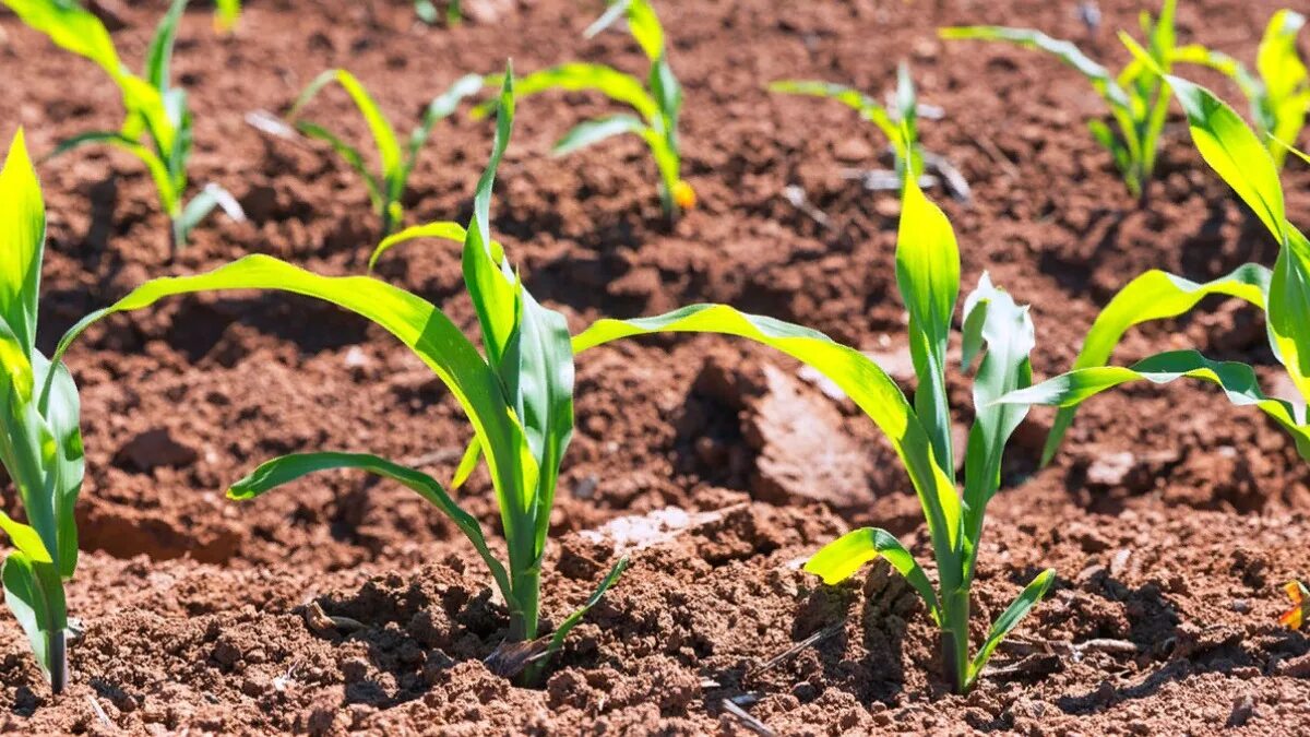 Когда сажать кукурузу. Кукуруза через рассаду. Саженцы кукурузы. Всходы кукурузы. Капельное орошение кукурузы.