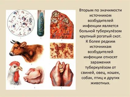 Животные возбудители заболеваний человека