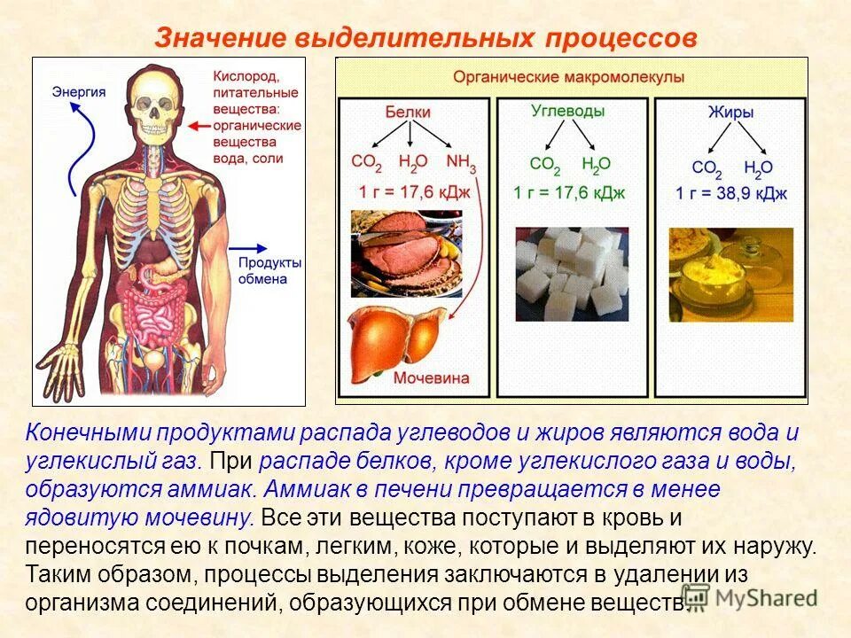 Выделения продуктов распада. Конечные продукты распада воды. Конечные продукты распада обмена веществ. Выделение веществ у человека. Конечными продуктами распада белков являются.