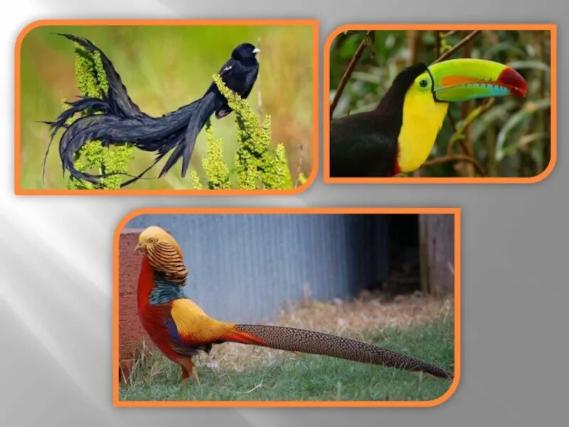 урок птицы 5 класс