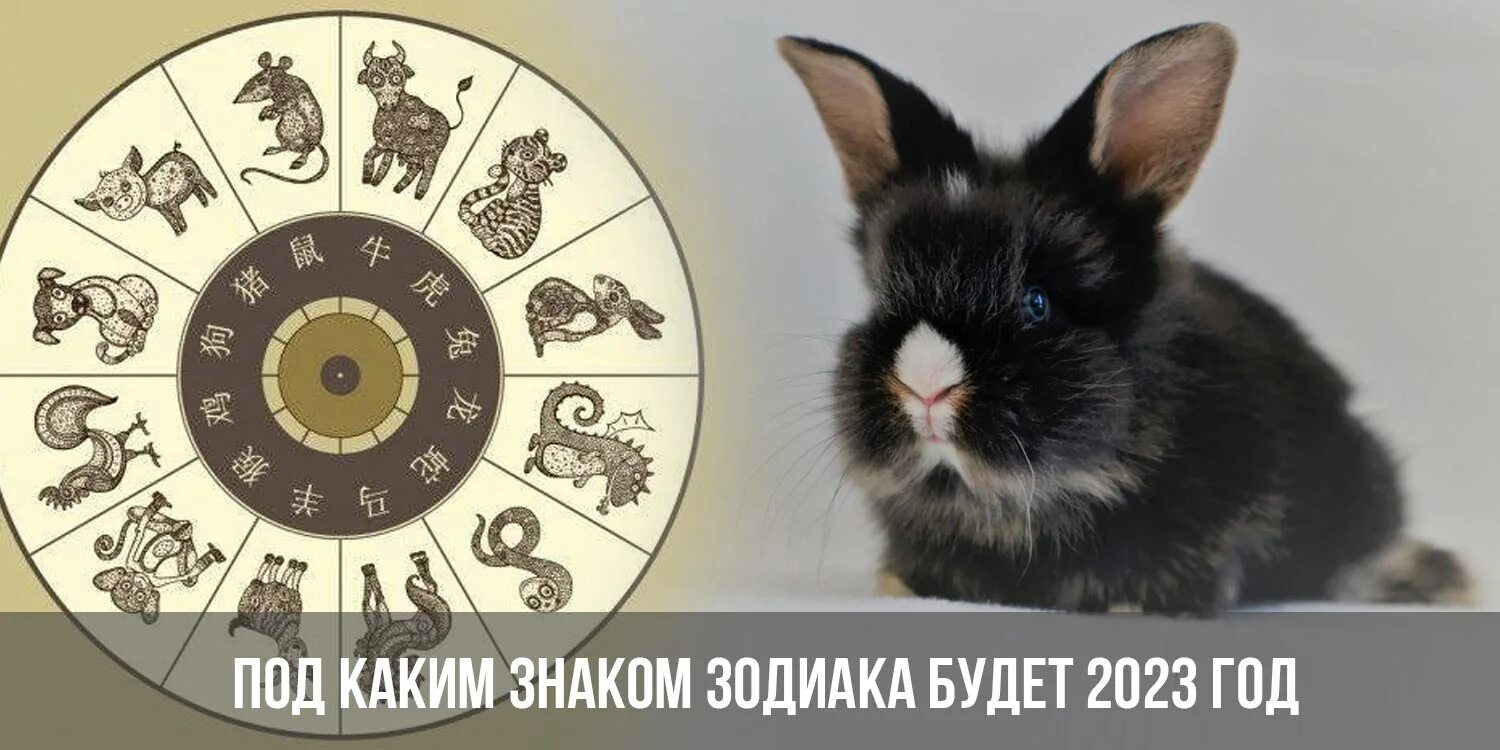 Знак зодиака 2023 года. 2023 Год год кролика. Год водяного кролика 2023. Следующий год 2023 какого животного.