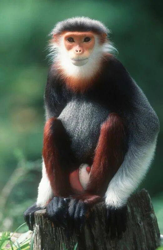 Более 2 900 работ на тему "Monkey Hanging From Tree Photos": стоковые фото, карт