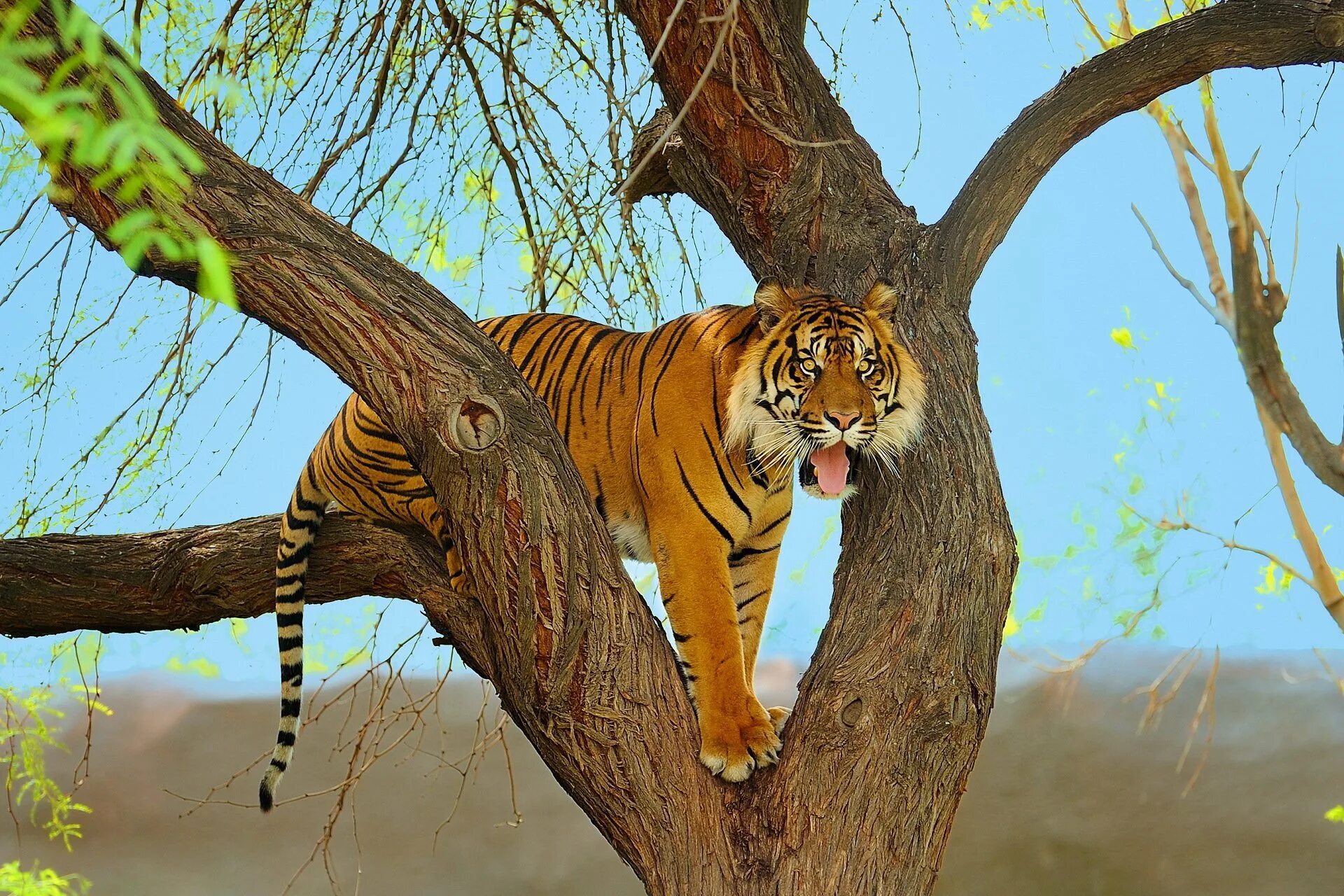 Tree tiger