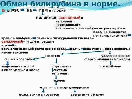Образование билирубина