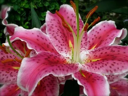 Mine lily