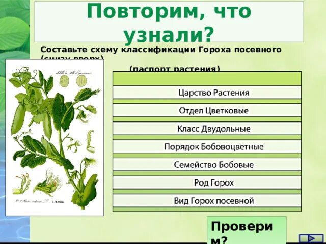 Систематика гороха посевного. Горох посевной таксономия. Горох посевной семейство. Горох посевной Подцарство.