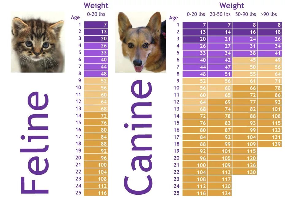 Возраст кошек. Cat Dental Chart. Age of Cats Chart. Animals Teeth Chart. Pet age