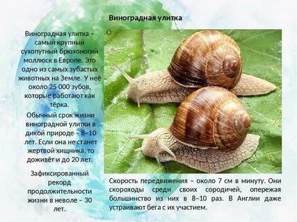 Задача амбициозная улитка