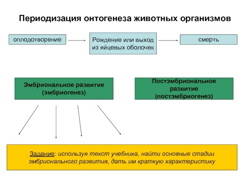 Онтогенез характерен. Этапы онтогенеза схема. Периоды онтогенеза схема. Периодизация онтогенеза животных. Онтогенез периодизация онтогенеза.