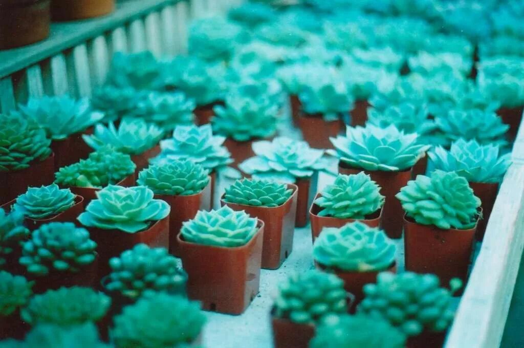 эстетика мяты. бирюзовые пирожные. суккуленты изумрудные. голубые ягоды. мятные сладости.