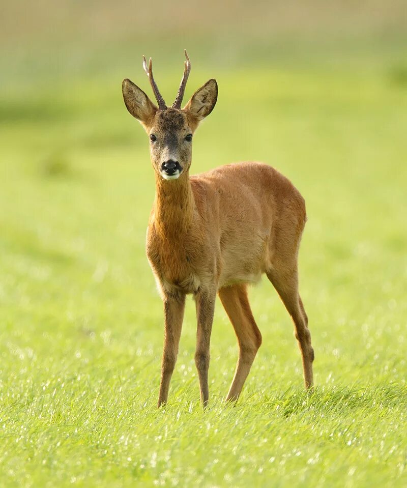 ибекс вискар. горная коза тоскана. дикая коза турция кемер. европейская косуля (capreolus capreolus). как выглядят дикие козы.