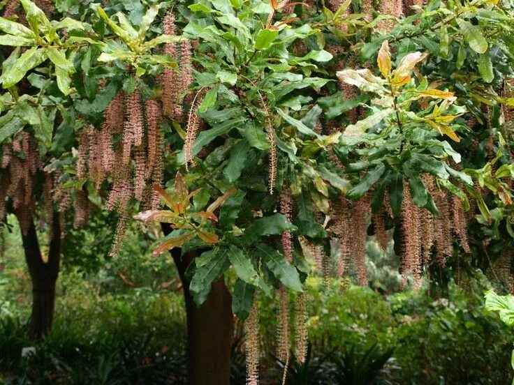 Pin von Malon Herbst auf Dezember Früchte und gemüse, Macadamia, Exotische früch