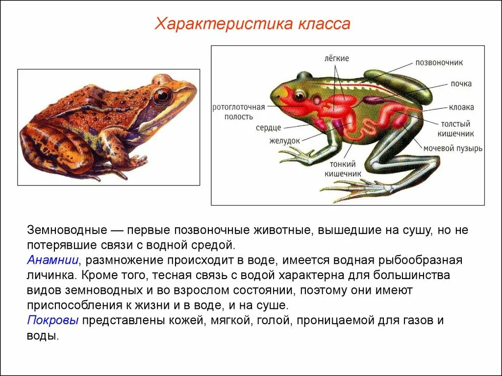 Главные особенности земноводных. Земноводные 5 класс биология. Представители земноводных кратко. Земноводные животные 8 класс биология. Земноводные 7 класс биология представители.