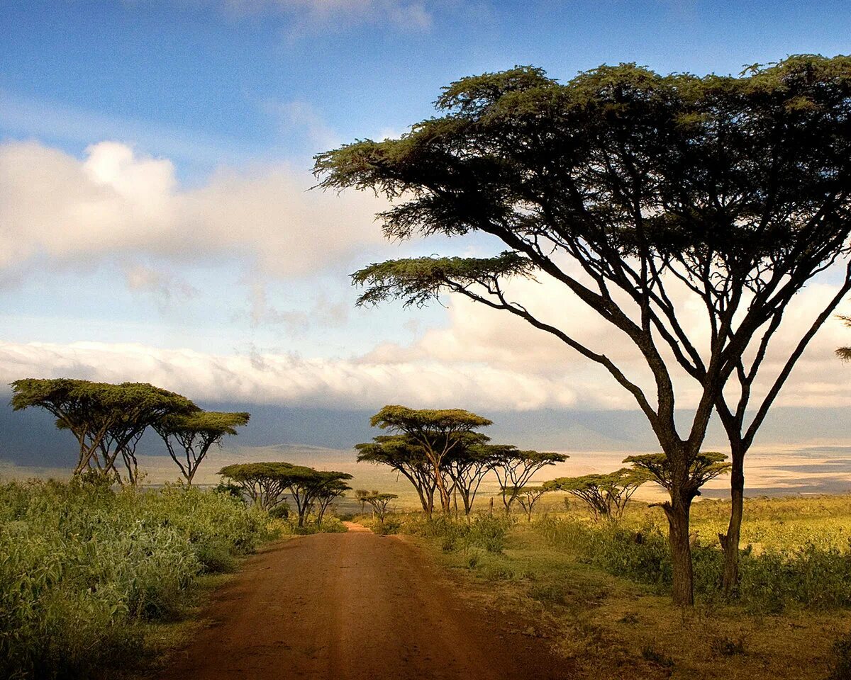 Особенности страны танзания. Саванна Килиманджаро. Акации Серенгети. Национальный парк Килиманджаро. Намибия Саванна.