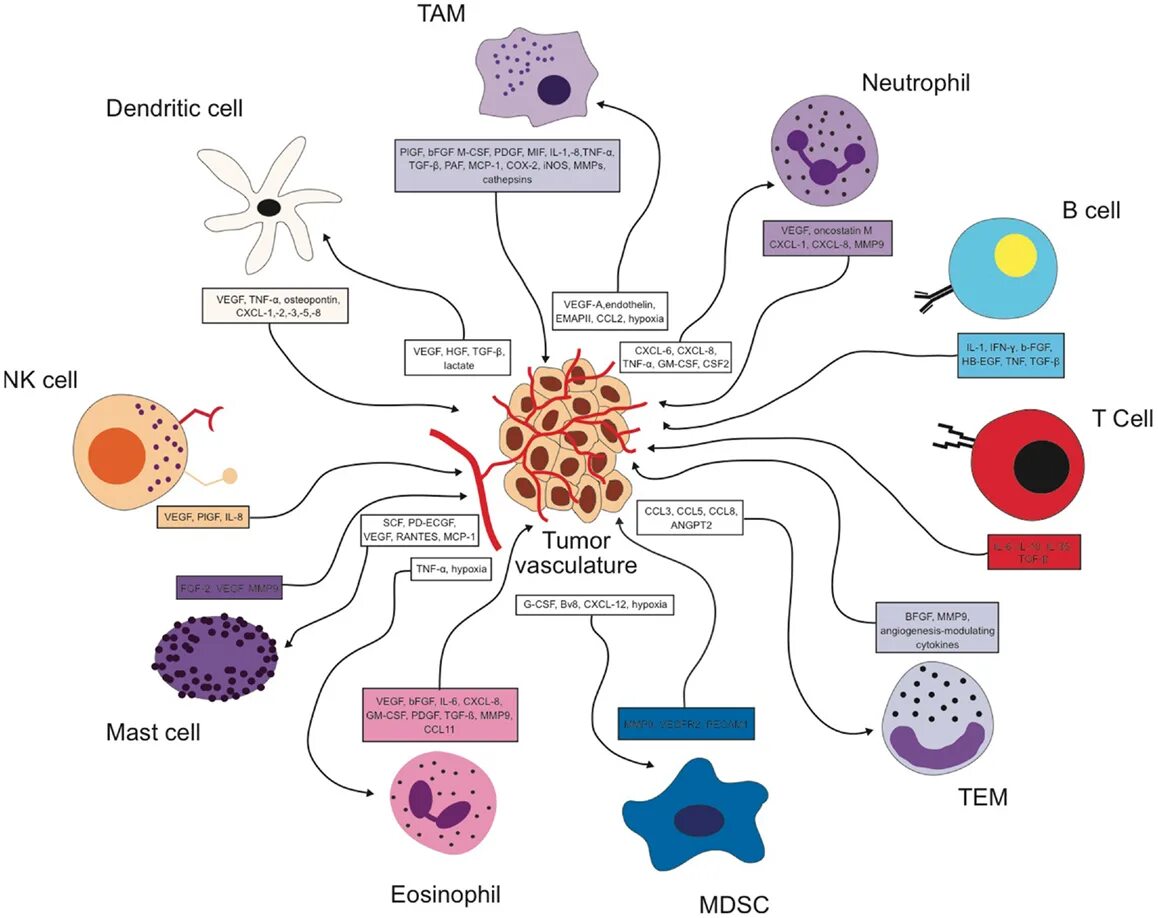 Different cells. Тучные клетки иммунология. tumor cell. dendritic cells. fgf это иммунология.