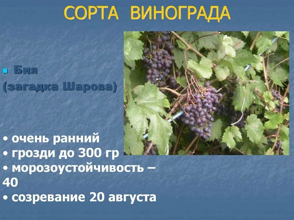 Виноград сорта шарова. Сорт винограда загадка Шарова. Виноград загадка Шарова. Виноград Шарова сорта. Сортовые характеристики винограда.