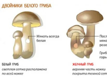 Грибы двойники