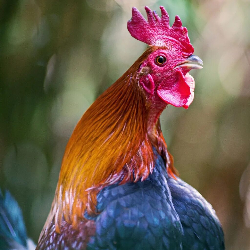 Петух был такой красивый и смелый. Гибискус bantam rooster. петух. петух (птица). красивый петух.