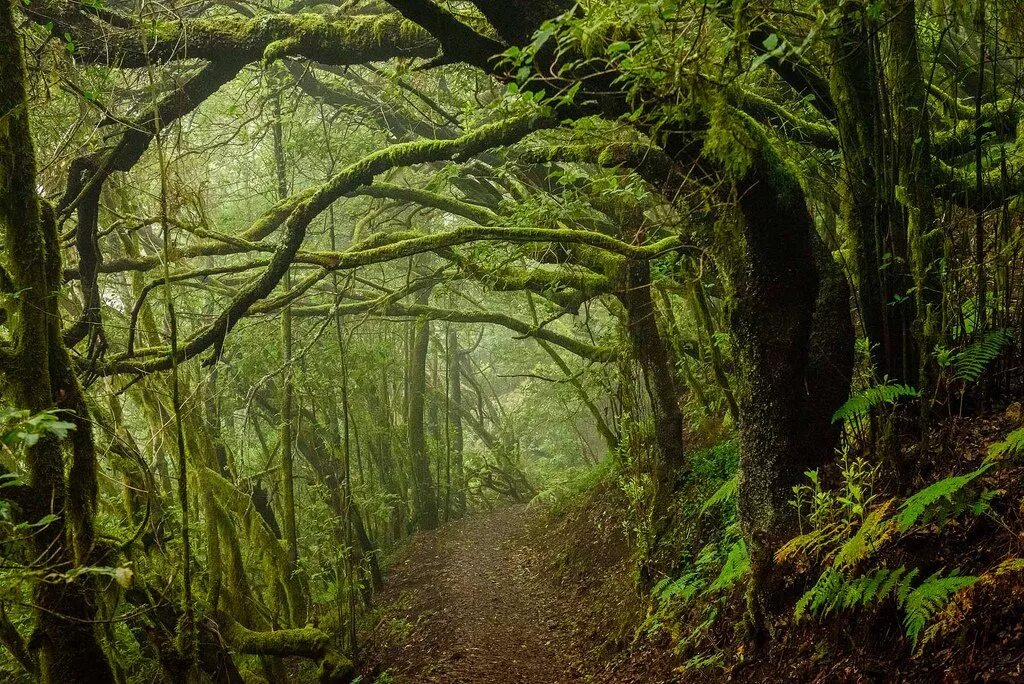 вечнозеленые субтропические леса аргентина. муссонные тропические леса. новая зеландия вечнозеленые леса. вечнозеленые субтропики. жестколиственные вечнозеленые леса.