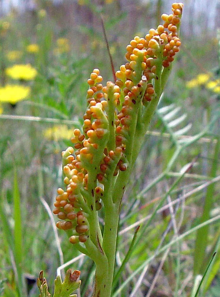 Гроздовник. Гроздовник полулунный. Botrychium matricariifolium. Гроздовник ромашколистный. Гроздовник ланцетовидный.