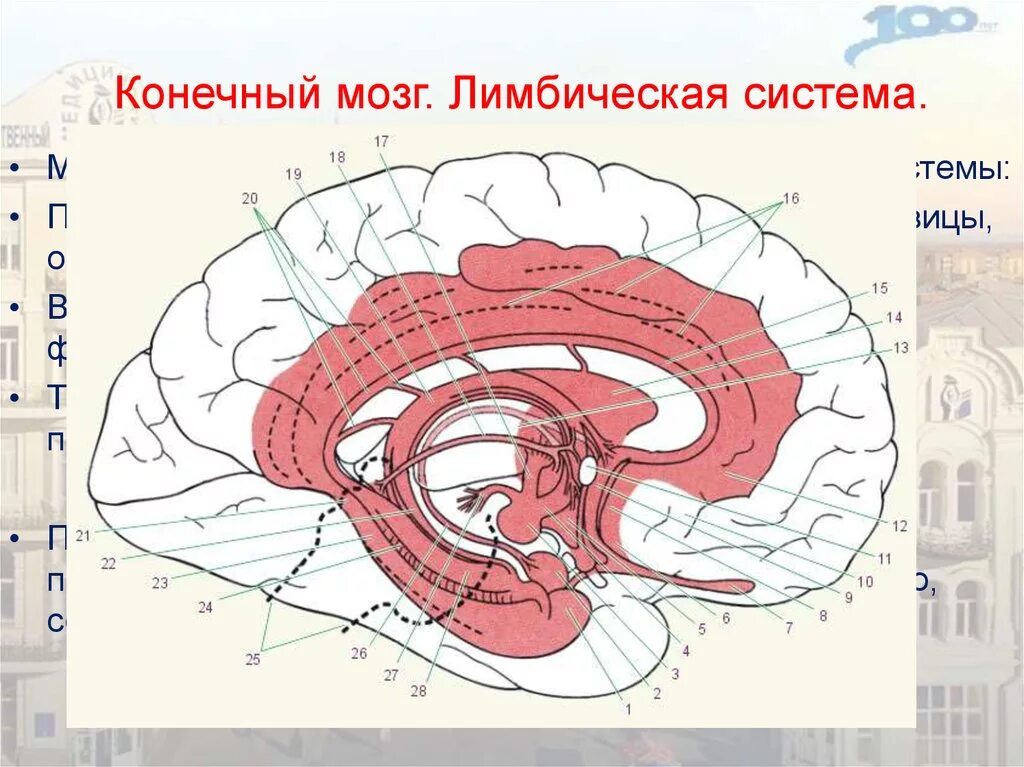Обонятельные доли мозга. Конечный мозг лимбическая система. Внешний мозг и лимбическая система. Схема конечный мозг лимбическая система.