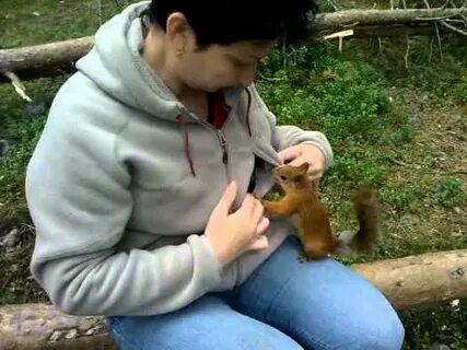 Пойманная белка