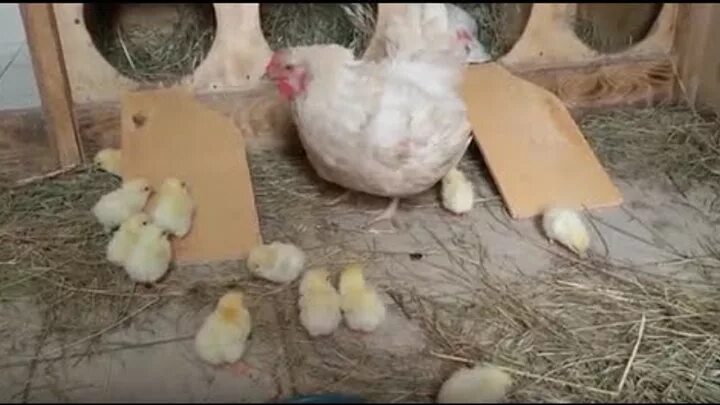 Можно ли курам подкладывать яйца. Гнездо для квочки с цыплятами. Курица высиживает цыплят. Гнездо для высиживания цыплят. Гнездо для клуши с цыплятами.