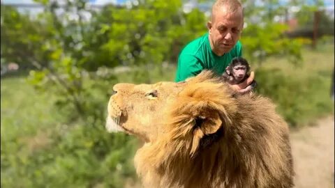 Парк тайган обезьяна люся видео