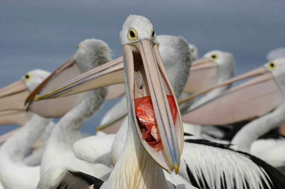 Рыба из клюва пеликана где. Австралийский пеликан pelecanus. пеликан строение клюва. скелет пеликана. пеликан и чайка.