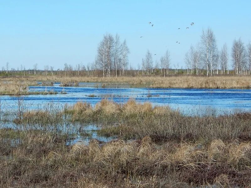Рдейский заповедник с маршрутами на ПоискПути
