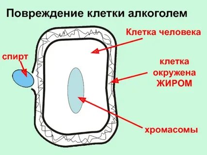 Влияние на клеточном уровне