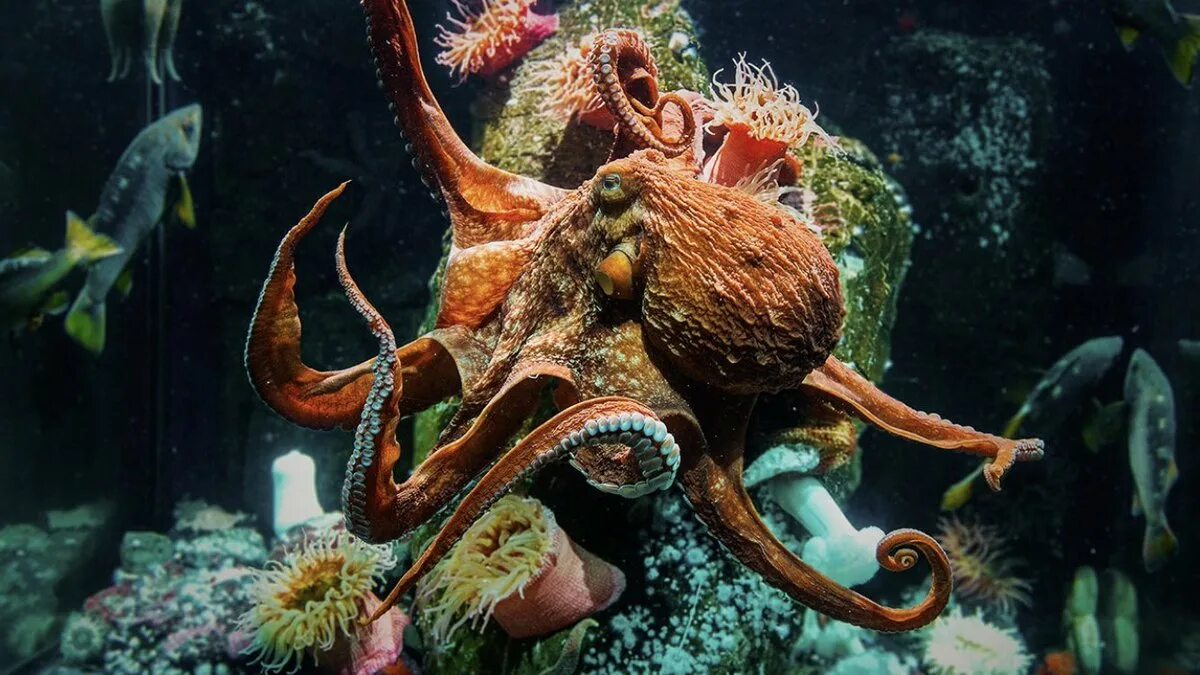Спрут животное гигантский. Кальмар и осьминог. Кальмар кракен. Строение кальмара гумбольдта. Спрут кальмар кракен.