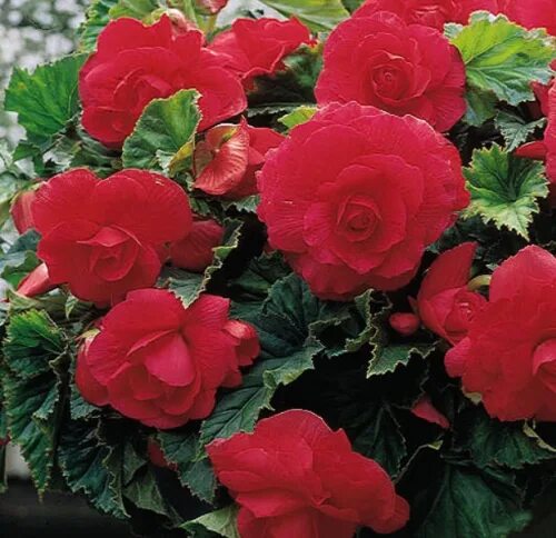 Red begonia closeup free image download