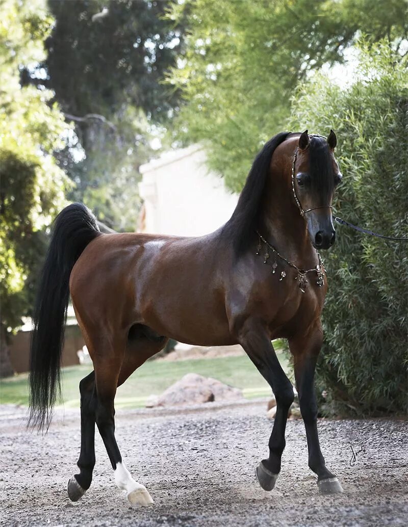 Арабская порода лошадей хадбан. Арабская лошадь (арабская чистокровная лошадь). Арабский кохейлан. Арабская Скаковая порода лошадей.