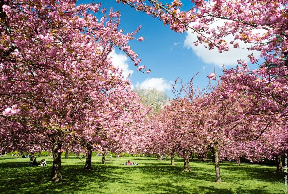 Яблоневый сад довженко. Вишневый сад гороховец. Мускатный ростовская область цветущие сады. Образ вишневого сада. Парк бельвиль кустарники.