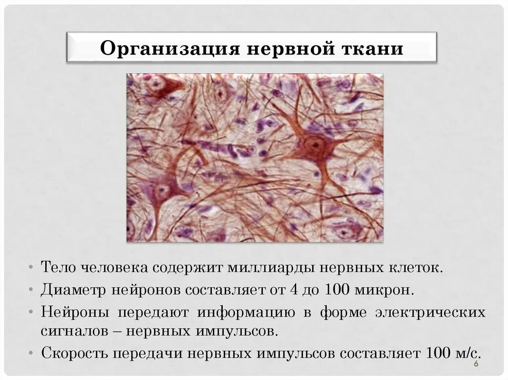 Нервная ткань строение ткани. Характеристика нервной ткани человека. Нервная ткань Нейрон. Клетки нервной ткани таблица.