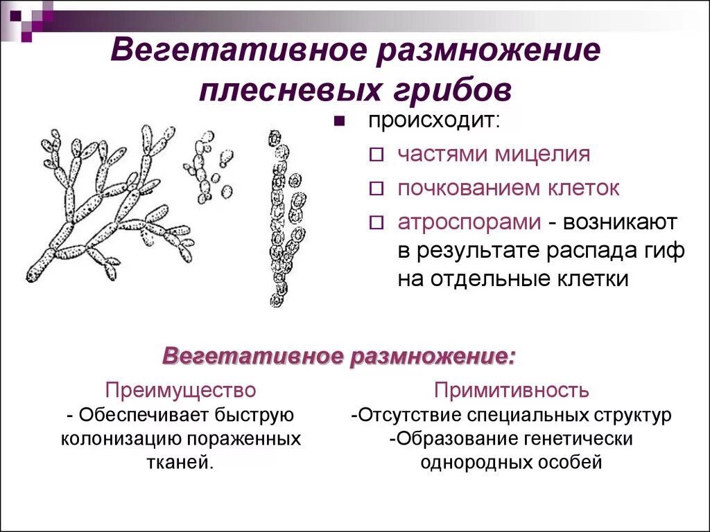 Споры это органы размножения. Размножение плесневых грибов микробиология. Вегетативное размножение грибов частями мицелия. Размножение плесени схема. Вегетативное размножение плесневых грибов.