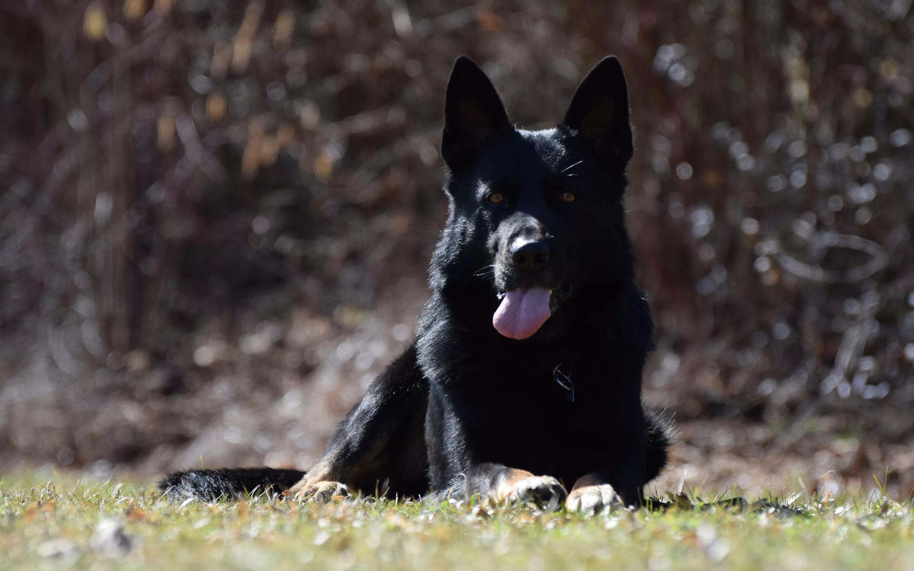 Серная немнцкая овчарка. Немецкая оасарка серная. Покажи черную немецкую овчарку. Немецкая овчарка черного окраса. Немецкая овчарка черная длинношерстная.