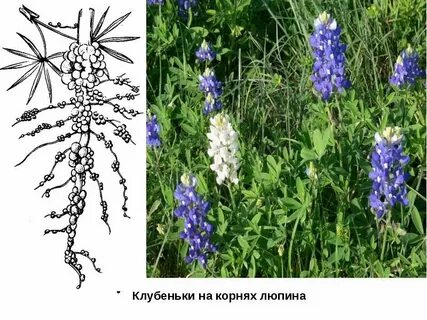Корневая система люпина