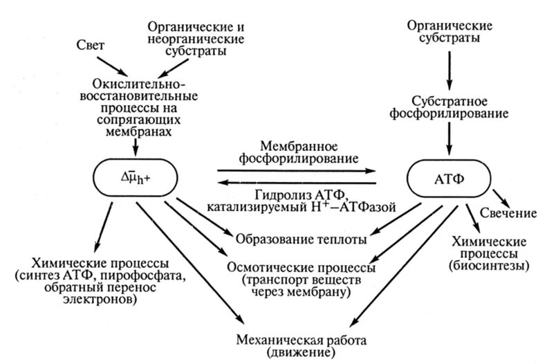 Пути образования энергии. Реорганизация клеток это.