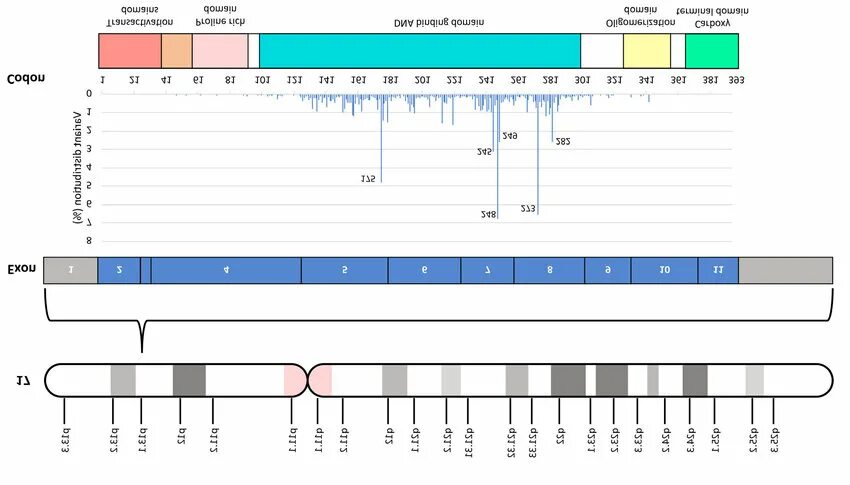 Структура гена tp53. Tp53 gene. Геном tp53. Ген tp53. Ген p53 функции.